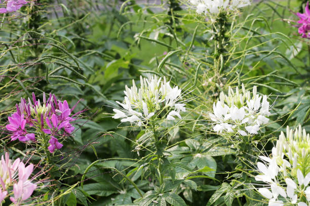 istock Cleome spinosa flower in the park 2066688203