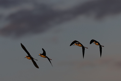 Close view of black-necked stilts flying in beautiful light, seen in a North California marsh
