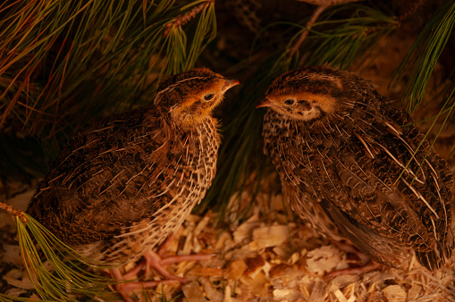 Jumbo Coturnix Quails in a brooder on a farm in the summer
