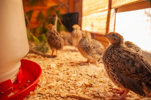 Jumbo Coturnix Quails in a brooder on a farm in the summer