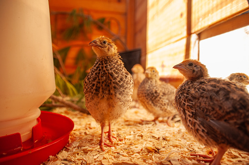 Jumbo Coturnix Quails in a brooder on a farm in the summer