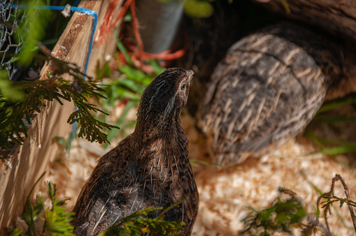 Jumbo Coturnix Quails in a brooder on a farm in the summer