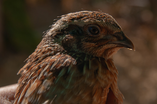 Jumbo Coturnix Quails in a brooder on a farm in the summer