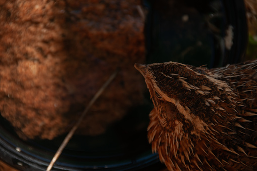 Jumbo Coturnix Quails in a brooder on a farm in the summer