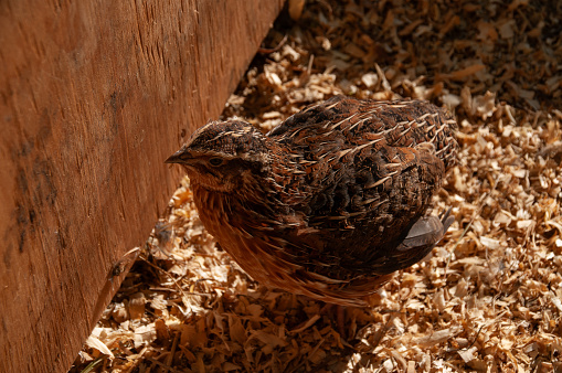 Jumbo Coturnix Quails in a brooder on a farm in the summer