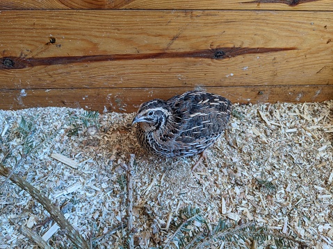 Jumbo Coturnix Quails in a brooder on a farm in the summer