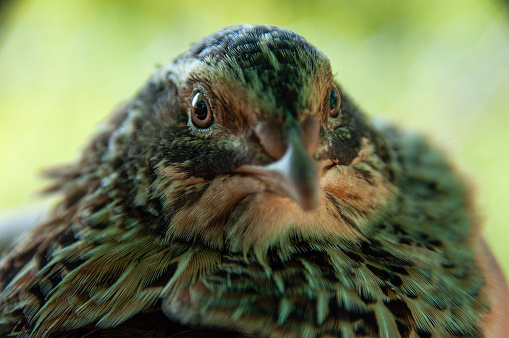 Jumbo Coturnix Quails in a brooder on a farm in the summer