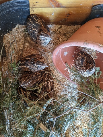 Jumbo Coturnix Quails in a brooder on a farm in the summer