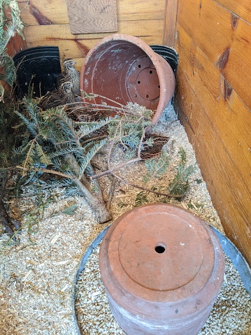 Jumbo Coturnix Quails in a brooder on a farm in the summer