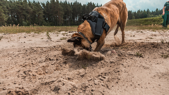 trained military canine actively searching in sandy terrain with determination and focus, showcasing the vital role of dogs in security and defense operations