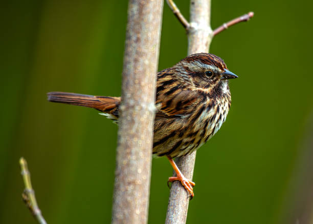 istock Song Sparrow (Melospiza melodia) in Golden Gate Park, San Francisco 2066732217