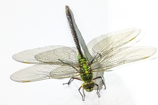 Anisoptera in a white background