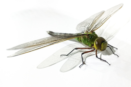 Anisoptera in a white background