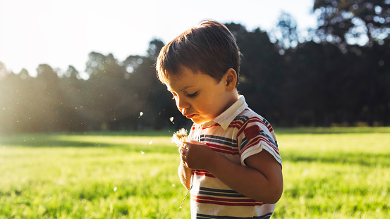 Beautiful cute boy in park blowing on dandelion in summer time at the sunset. Kid in the countryside bathing for sun light of dusk. Copy space. 16:9 format image