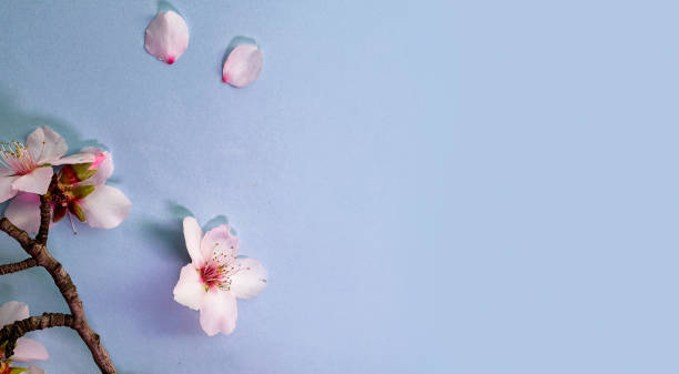 istock spring cherry and almond tree flowers 2066757369