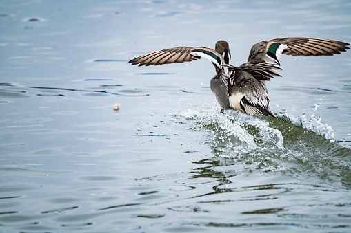 Duck in Lake Hyoko, Niigata, Japan.