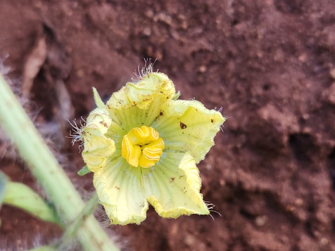 In this delicate image, the watermelon plant reveals its hidden beauty through its blossoms. The small, yellow flowers with hints of white exude a subtle fragrance, attracting pollinators to ensure the fruit's development. Against the backdrop of lush green foliage, these blooms signal the promise of sweet, succulent melons to come.