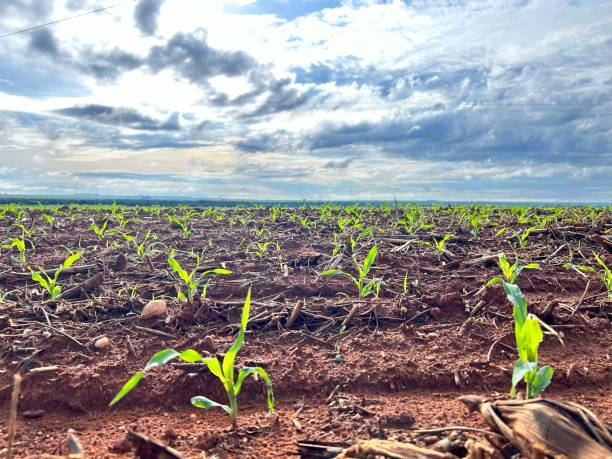 istock Initial phase development of corn plantation on tropical no-tillage system integrated. Closeup to beautifull cloud 2066766928