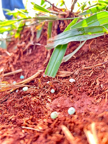 Grain of fertilizer on the soil on intensive tropical grass system. Brazil project grass management