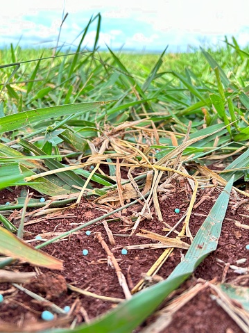 Grain of fertilizer on the soil on intensive tropical grass system. Brazil project grass management