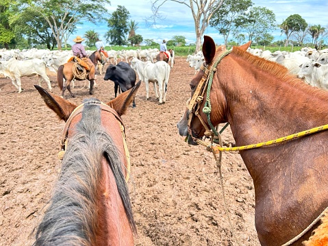 Horse vision of herd on grass pasture system