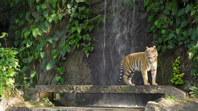Tiger walks on a cement floor with a waterfall behind it.