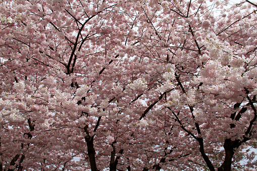 Blossoms at the beginning of spring in Vancouver, Canada.