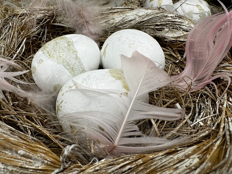 bird eggs in a nest