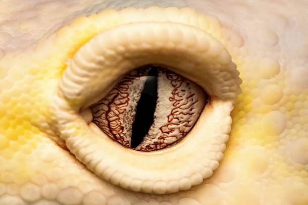 istock Eye of gecko 2066863025