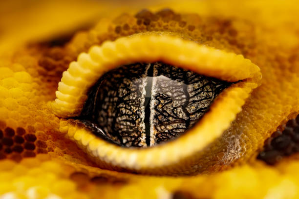 Eye of gecko