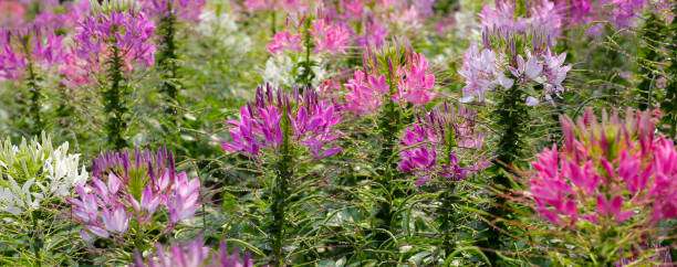istock Cleome spinosa flower in the park 2066864583