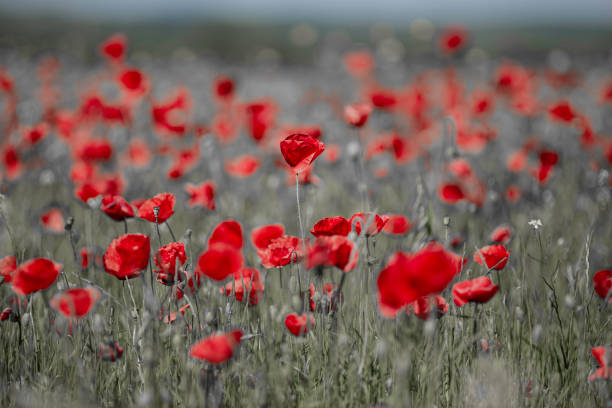 istock Red poppy. Remembrance and hope for a peaceful future. 2066871897