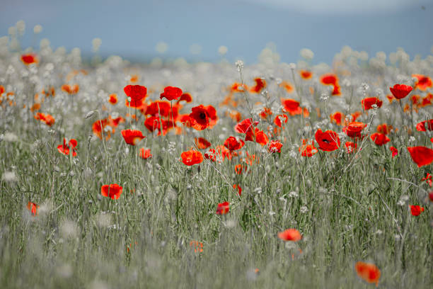 istock Poppy day. Remembrance and hope for a peaceful future. 2066871902