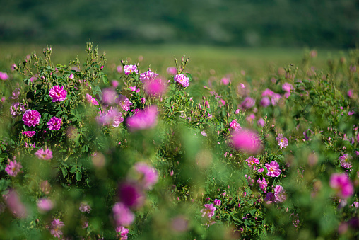 Flower background. Bulgarian Damask rose field.