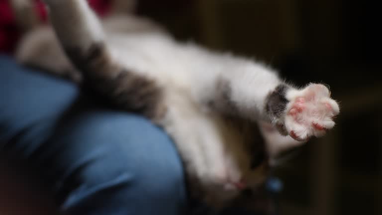 Closeup of loving owner male affectionately strokes cat on belly, who stretching out paws in pleasure. Close-up hands of unrecognizable man lovingly strokes fluffy cat on belly