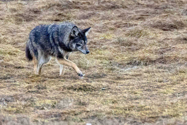 istock Coyote, Richmond, Britisah Columbia, Canada 2066883404