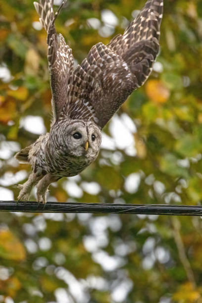 istock Barred Owl In Flight, Richmond, BC, Canada 2066883908