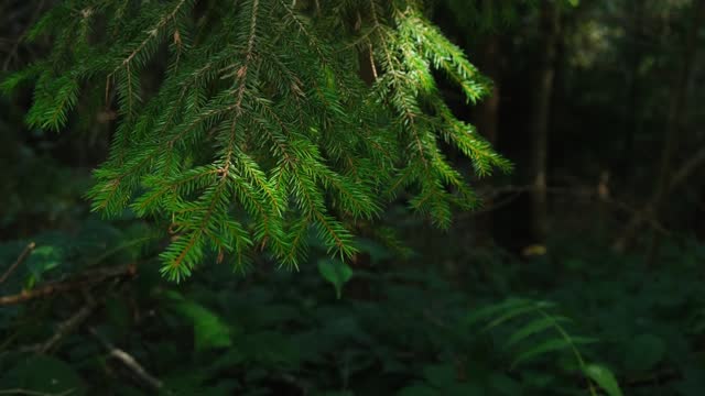 Green fir branch in the forest. Evergreen spruce pine branch with sunlight in wild woods, beautiful nature scene. Slow motion close up