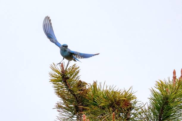 istock mountain bluebird in flight, Richmond, BC, Canada 2066884469