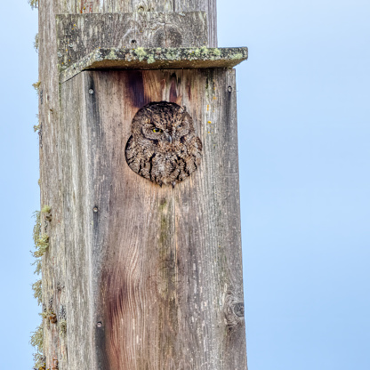 Western Screech Owl in a box nest, Vancouver Island
