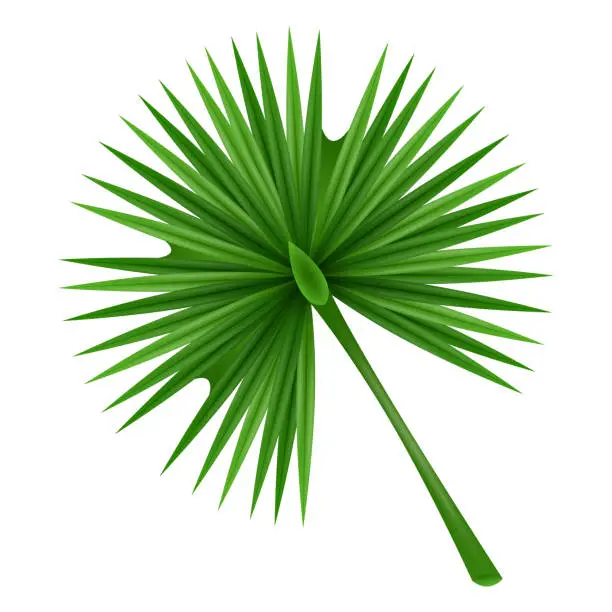 Vector illustration of Vector tropical palm tree branches on white