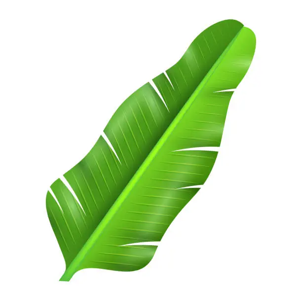 Vector illustration of Vector wide tropical leaves exotic flora and vegetation