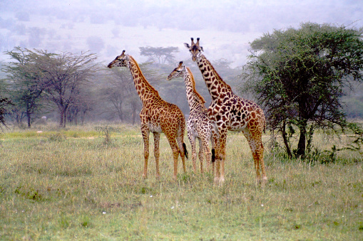 Giraffe's on the Maasai Mara in Kenya