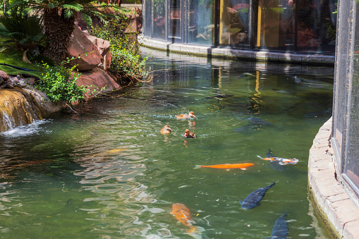 Beautiful view of multitude of vibrant koi and large carp swim in the pond. USA.
