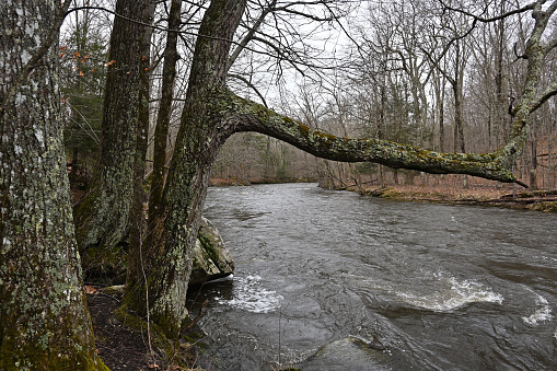 Bantam River landscape in Washington, Connecticut, after winter rain, with lichen-covered tree trunk in foreground