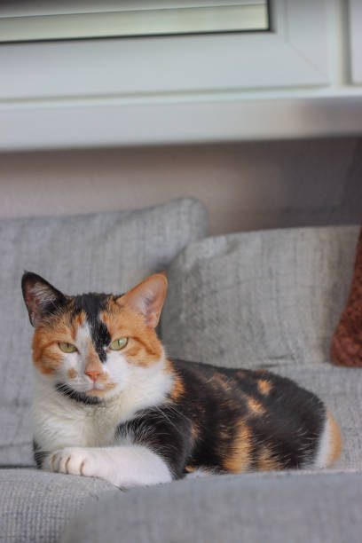 istock Calico cat - Felis catus 2066976952
