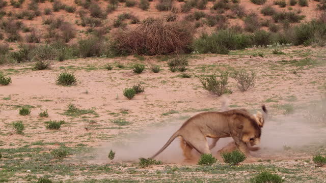 Lion And Lioness Fighting In African Savanna - Wide Shot