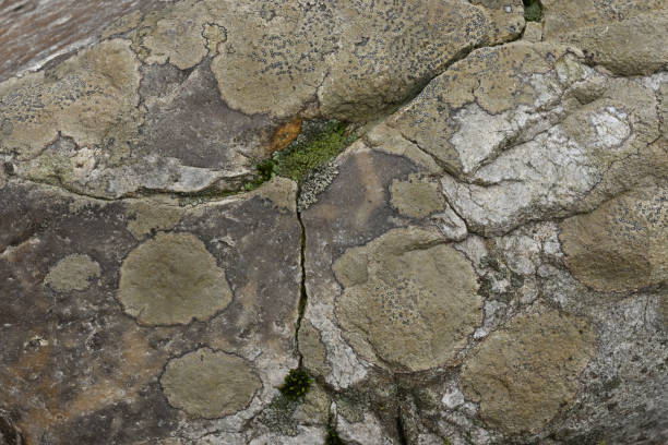 istock Lichen on cracked rock in winter after rain 2066994502