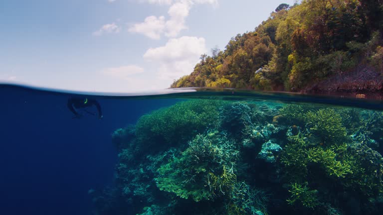 Freediver explores the coral reef in Raja Ampat, Indonesia. Underwater splitted view of the vivid healthy coral reef in Misool region and man freediving and swimming around, West Papua
