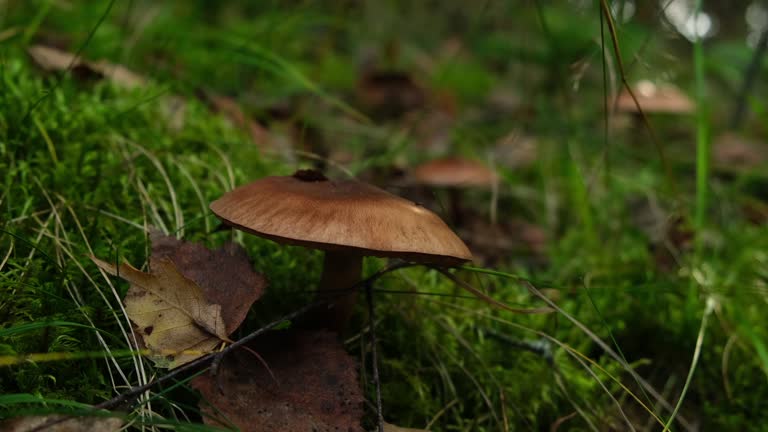 Brown mushroom hidden in grass in forest. Harvesting mushrooms covered with leaves, close up view variable focus. Picking poisonous or edible fungi in wood